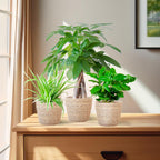 Pet Friendly Plant Box