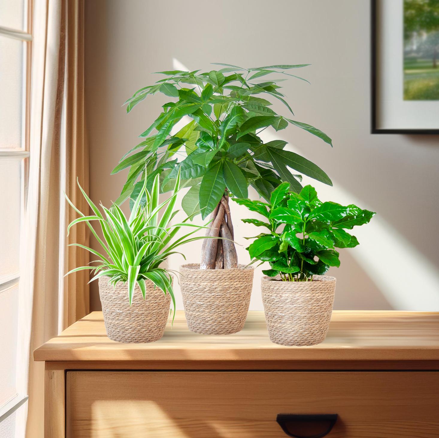 Pet Friendly Plant Box