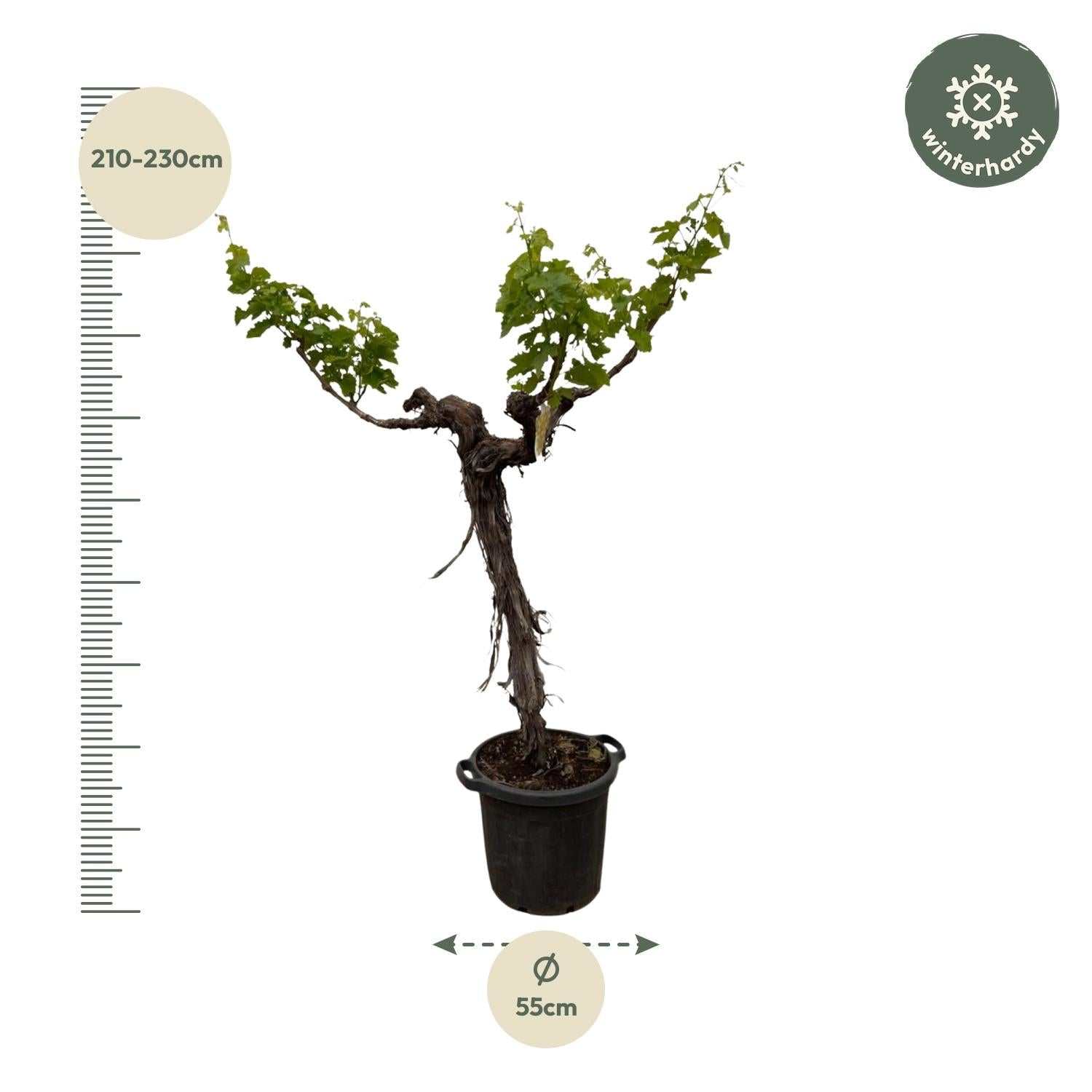 Grape Plant (Vitis Vinifera) - 220cm - ø55
