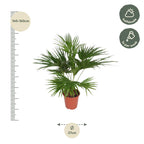 Livistona Chinensis (Chinese Fan Palm) - 150cm - ø24