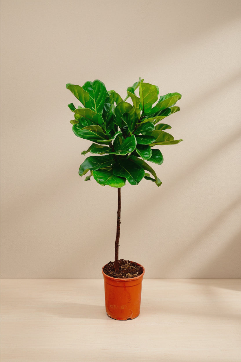 Ficus Lyrata (Fiddle Leaf Fig) - 130 cm - ø24
