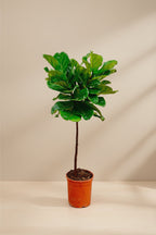 Ficus Lyrata (Fiddle Leaf Fig) - 130 cm - ø24
