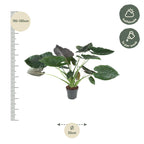 Alocasia (Elephant Ear) - 120 cm - ø32