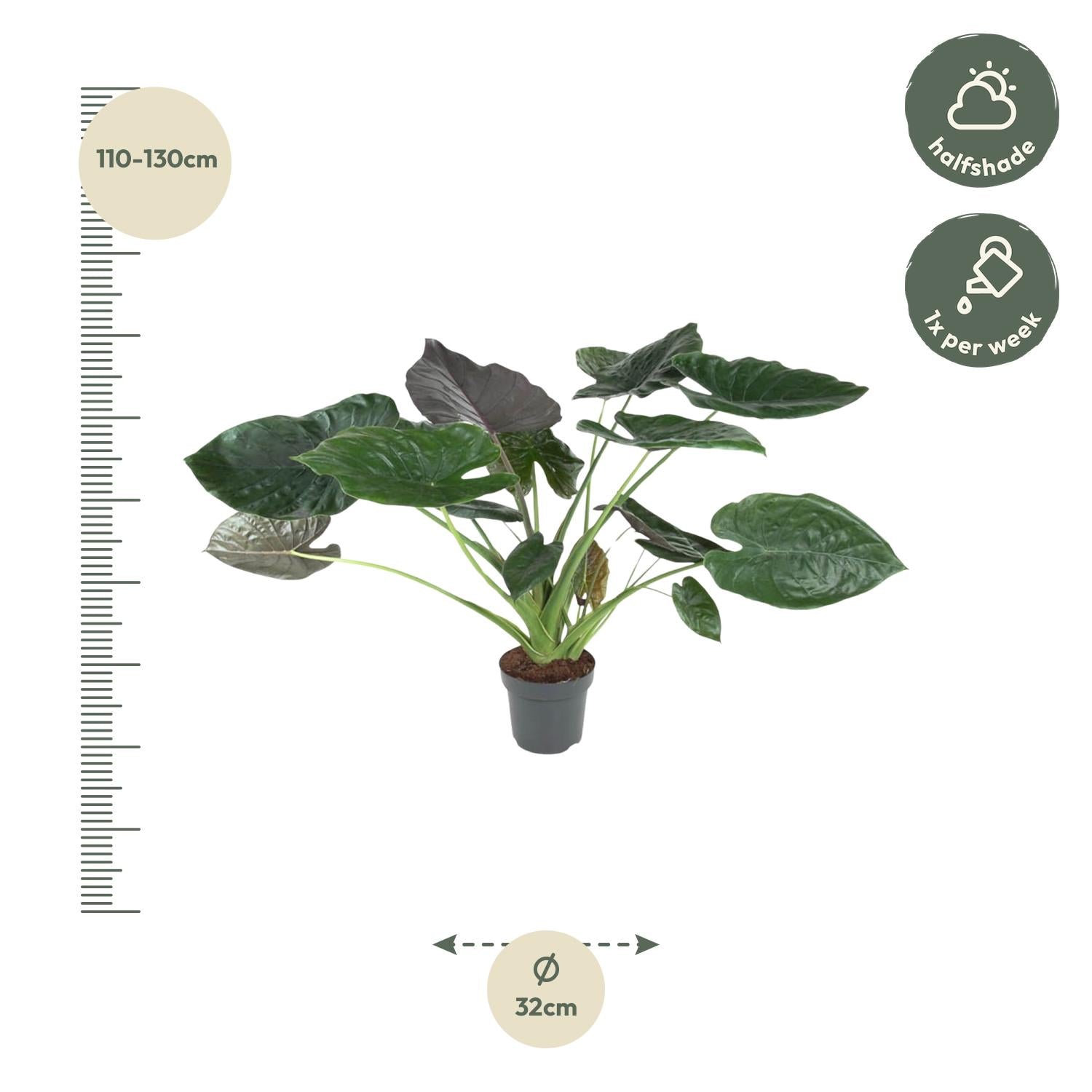 Alocasia (Elephant Ear) - 120 cm - ø32