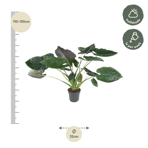 Alocasia (Elephant Ear) - 120 cm - ø32