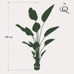 Artificial Strelitzia Nicolai (Bird of Paradise) - 150cm