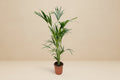 Kentia Palm (Howea forsteriana) - 160cm - ø24