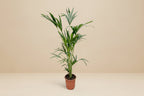 Kentia Palm (Howea forsteriana) - 160cm - ø24