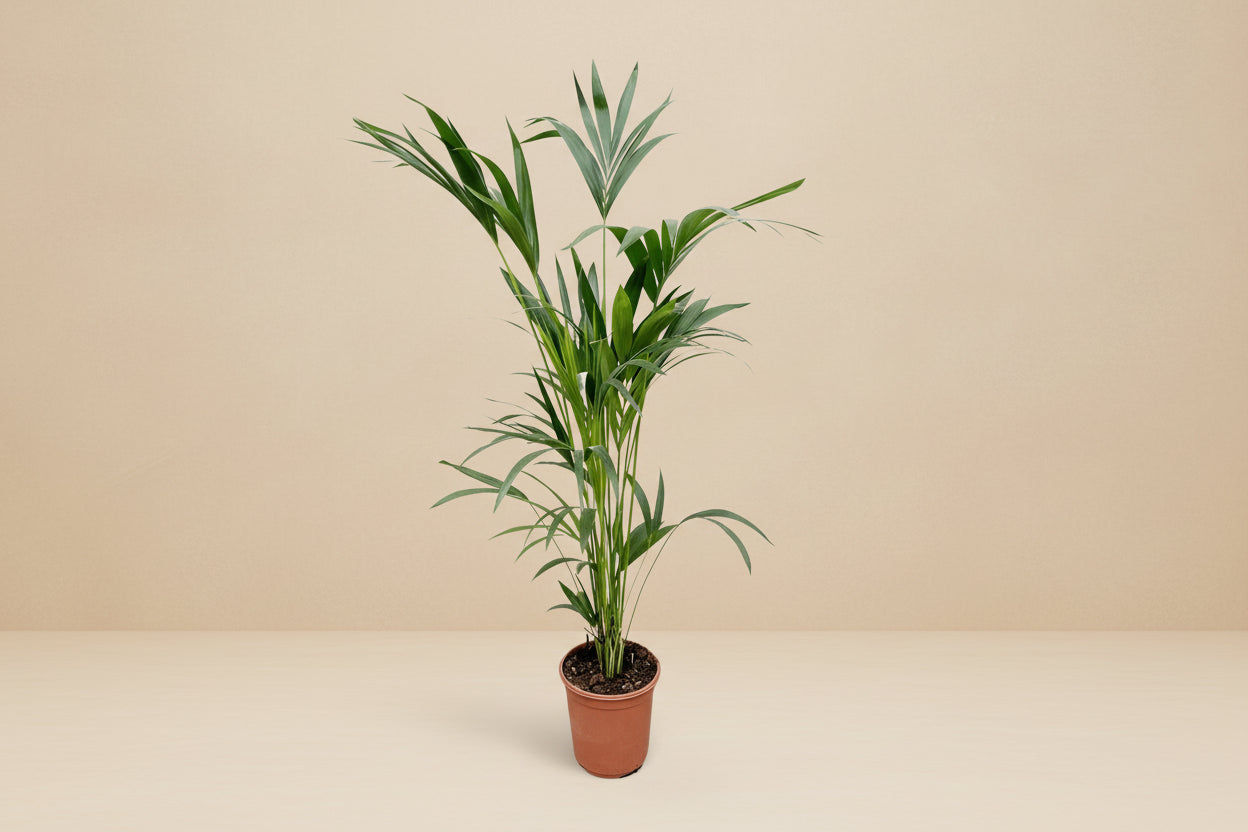 Kentia Palm (Howea forsteriana) - 160cm - ø24