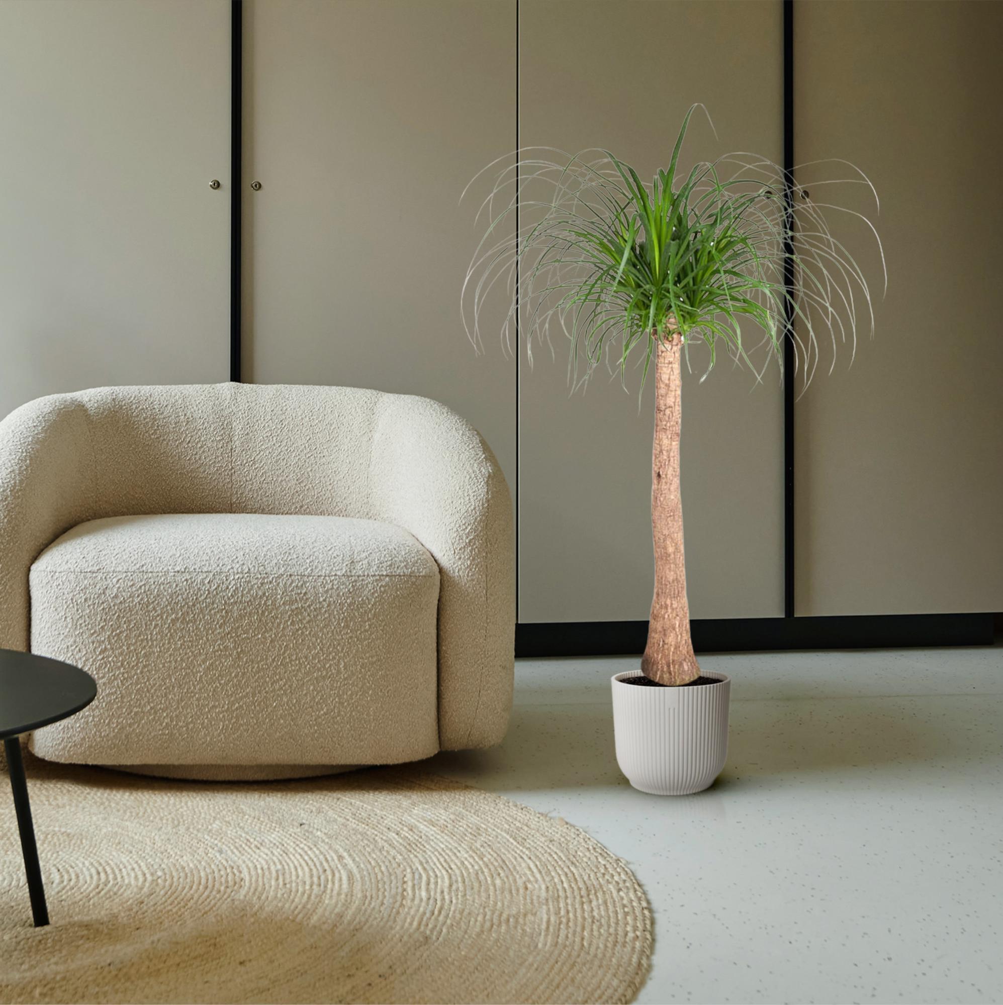 Beaucarnea (Ponytail Palm) - 120cm - ø32