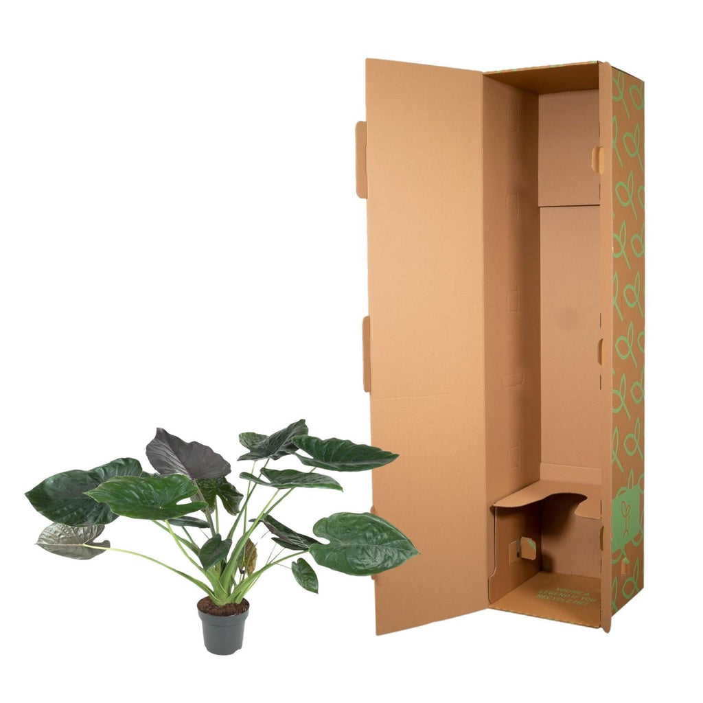 Alocasia (Elephant Ear) - 120 cm - ø32
