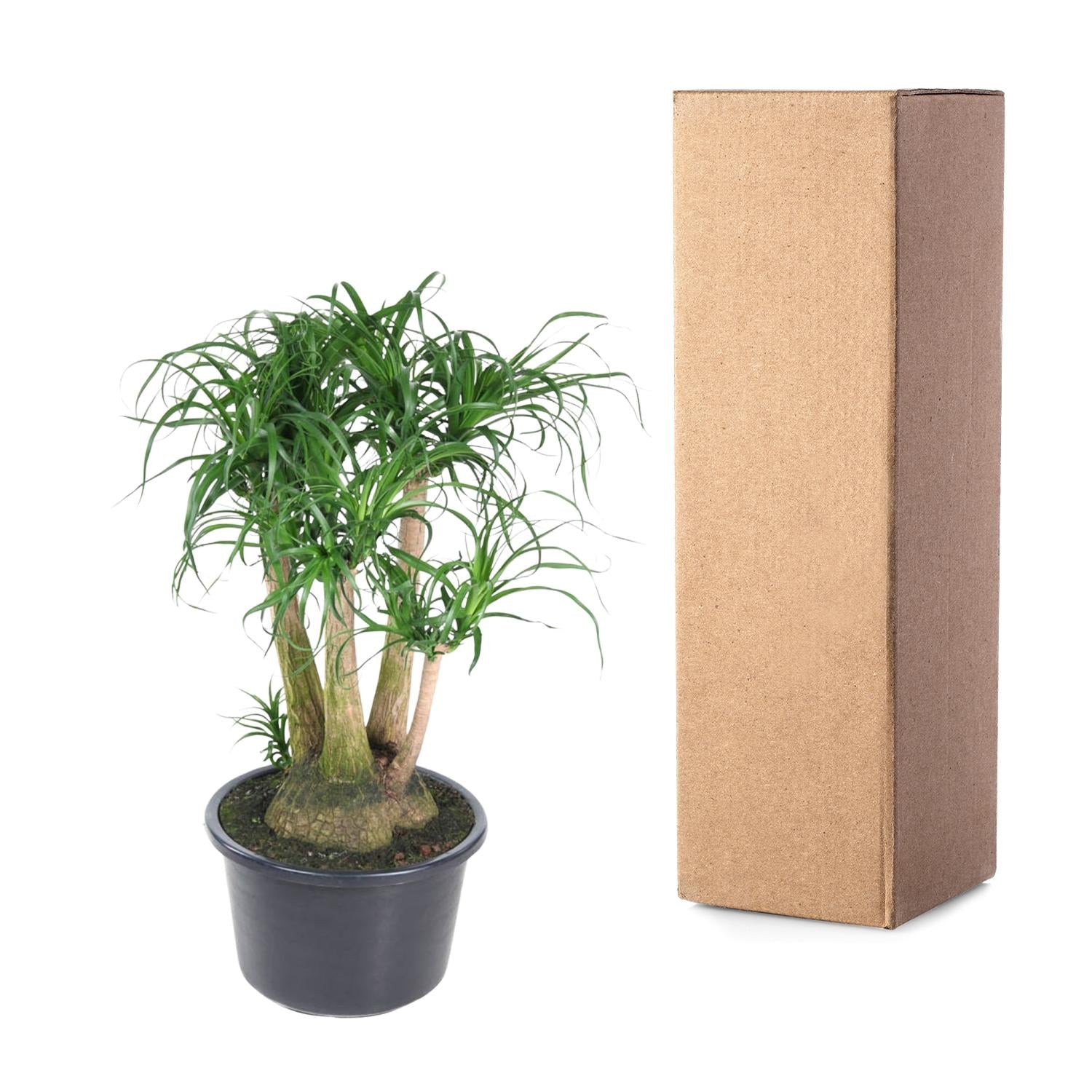 Beaucarnea (Ponytail Palm)  - 110cm - ø41
