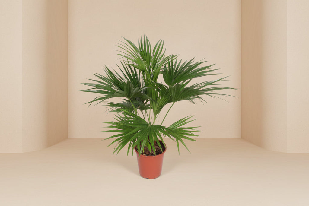 Livistona Chinensis (Chinese Fan Palm) - 150cm - ø24