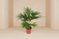 Livistona Chinensis (Chinese Fan Palm) - 150cm - ø24