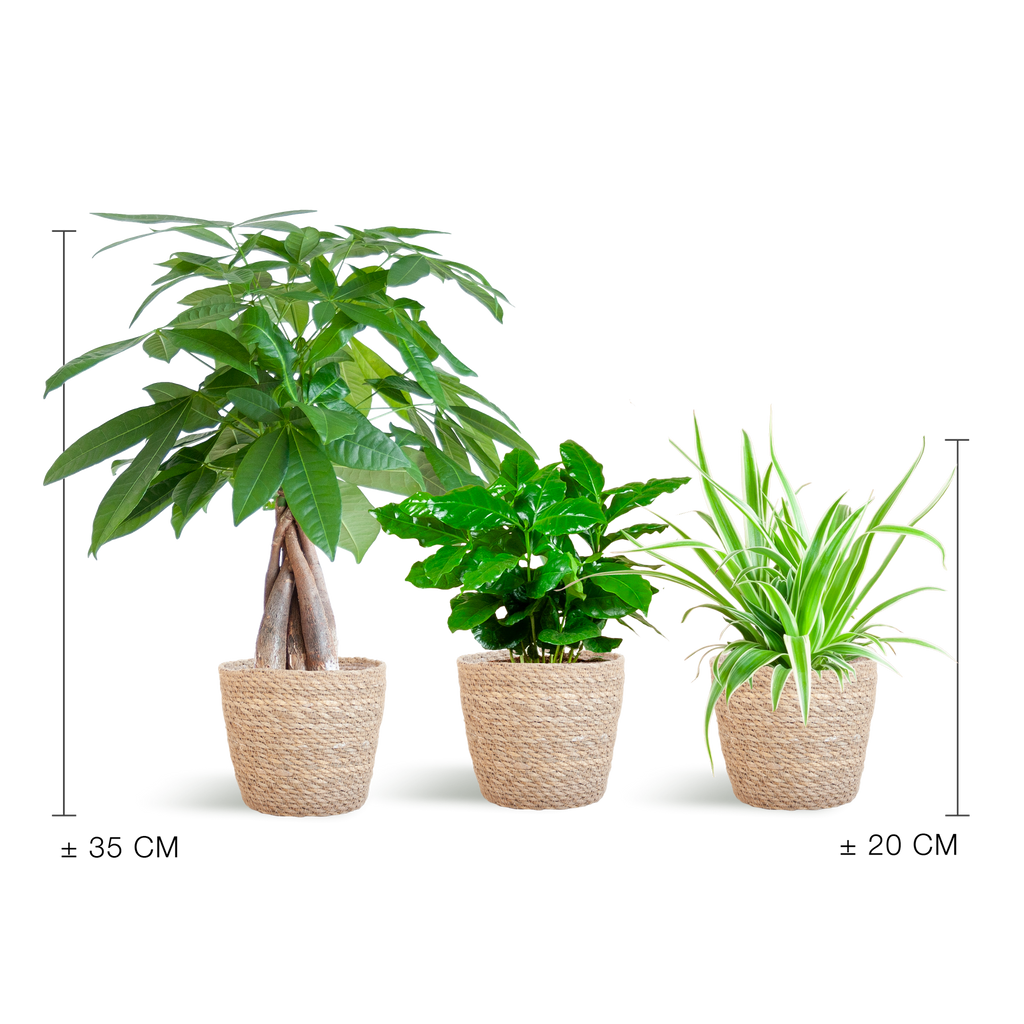 Pet Friendly Plant Box