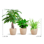 Pet Friendly Plant Box