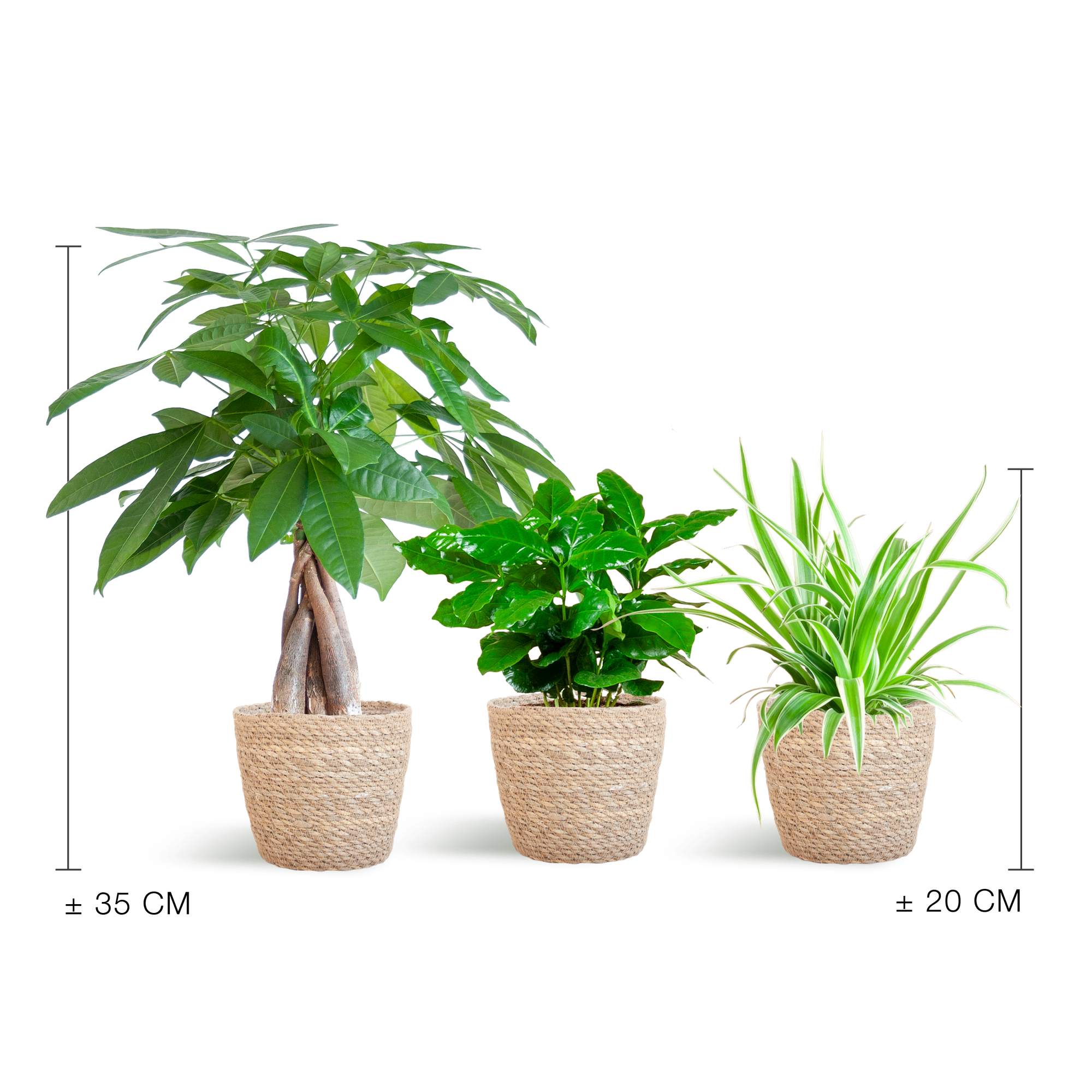 Pet Friendly Plant Box