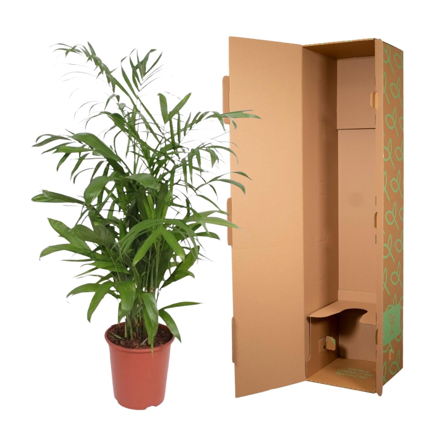 Chamaedorea Seifrizii (Parlor Palm) - 140cm - ø27