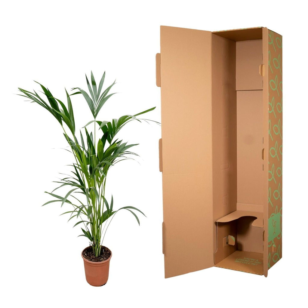 Kentia Palm (Howea forsteriana) - 160cm - ø24