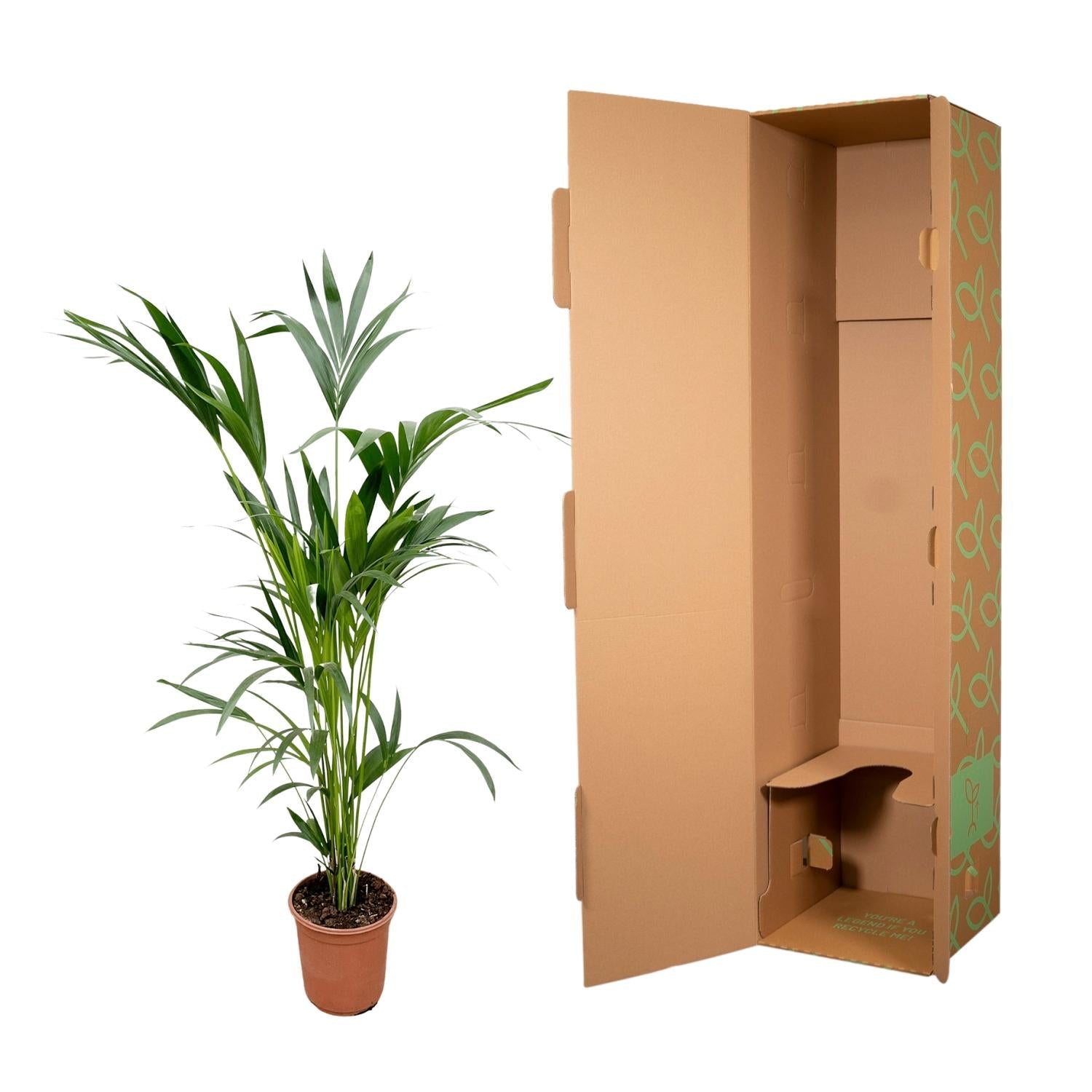 Kentia Palm (Howea forsteriana) - 160cm - ø24