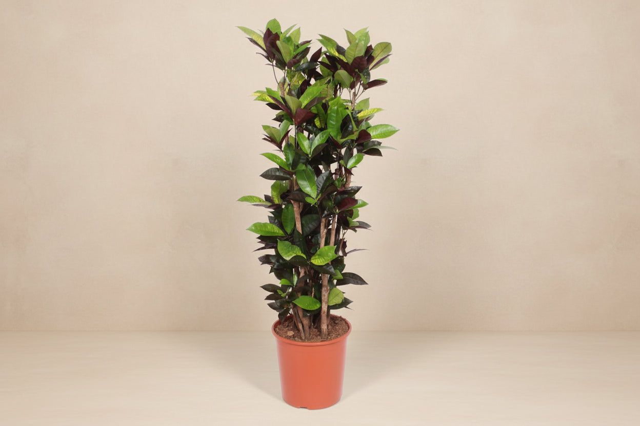 Codiaeum Iceton (Croton) – 190 cm - ø45