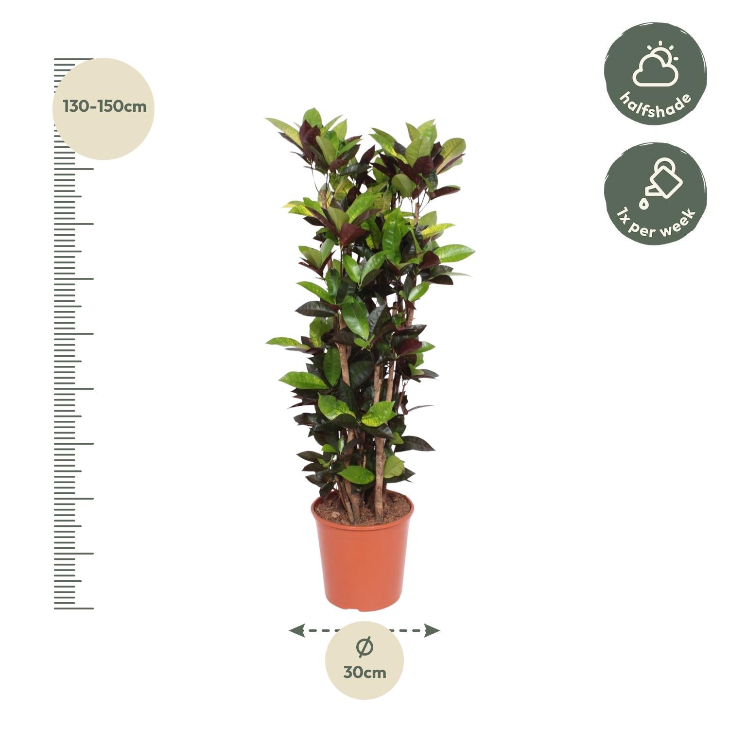 Codiaeum Iceton (Croton) – 190 cm - ø45