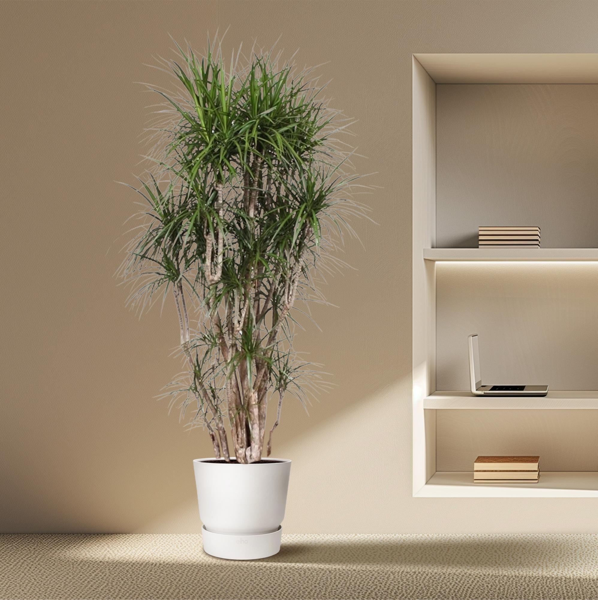 Dracaena Marginata Branched - 220cm - ø40