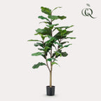 Artificial Ficus Lyrata (Fiddle Leaf Fig) - 120cm