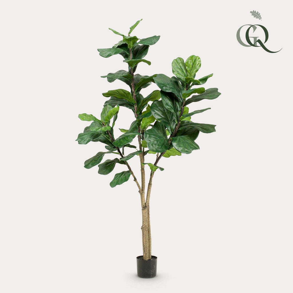 Artificial Ficus Lyrata (Tobacco Plant) - 180cm