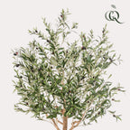 Artificial Olive Tree (Olea Europaea) - 180cm