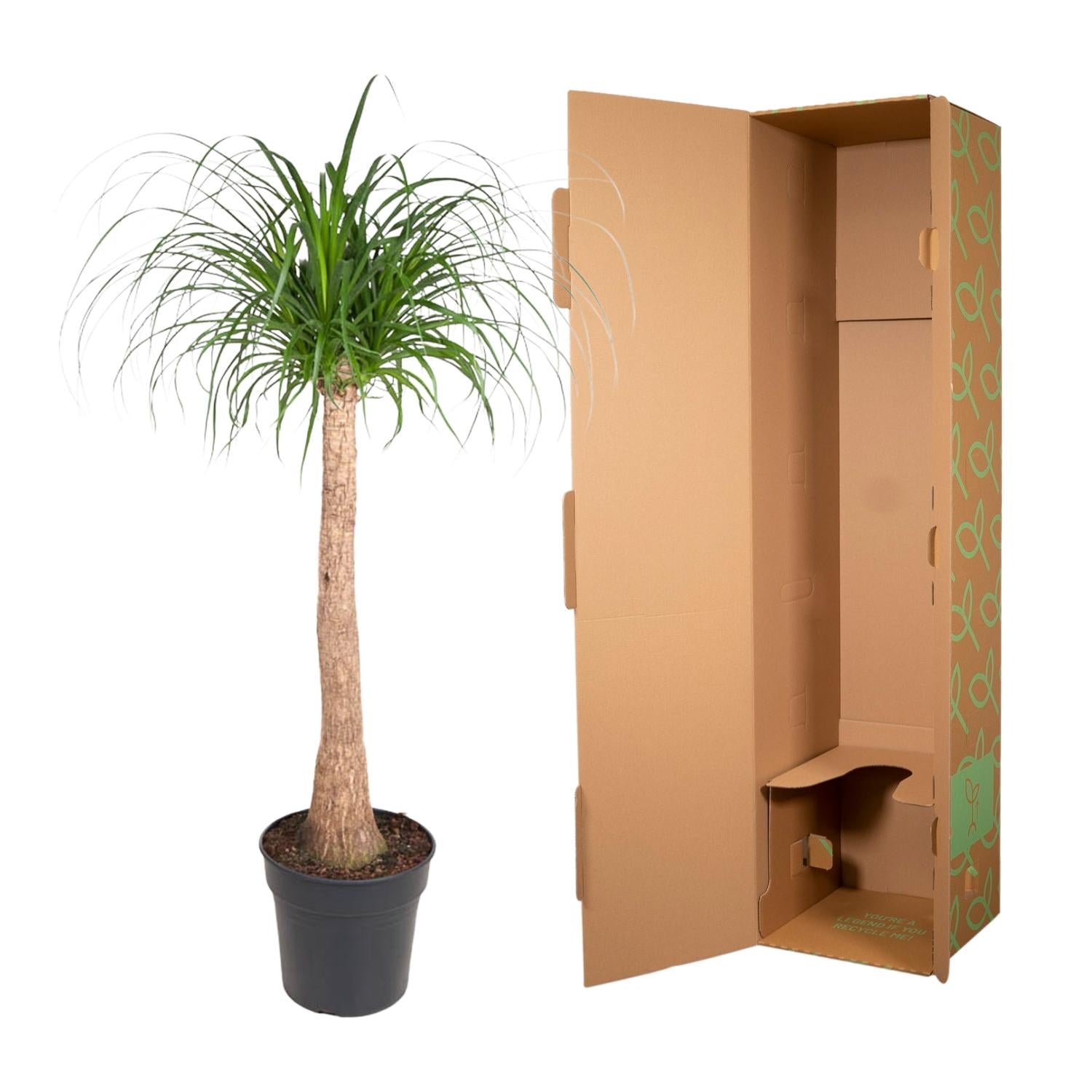 Beaucarnea (Ponytail Palm) - 120cm - ø32