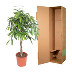 Ficus Amstel King - 140 cm - ø30
