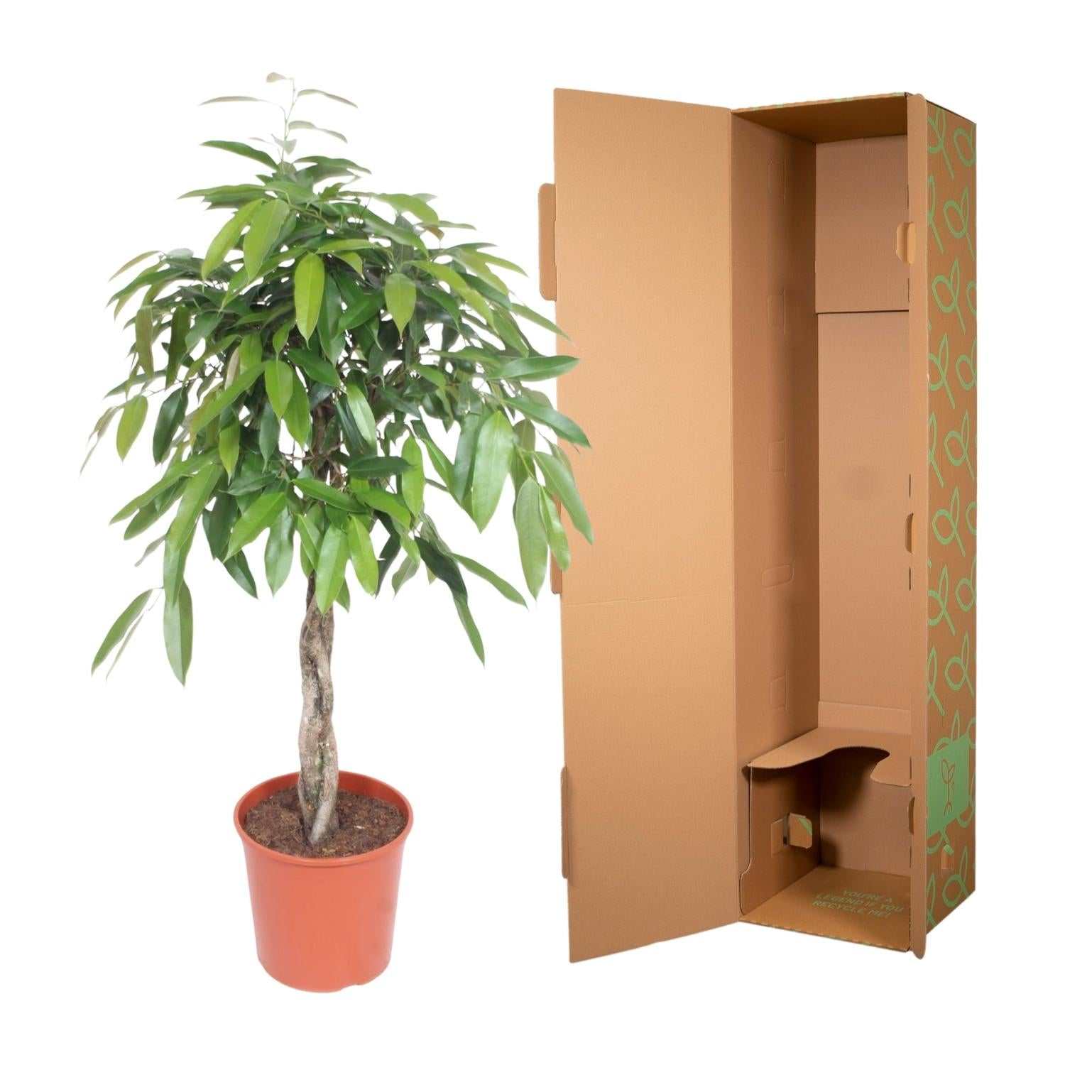 Ficus Amstel King - 140 cm - ø30