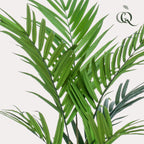 Artificial Kentia Palm  - 180cm