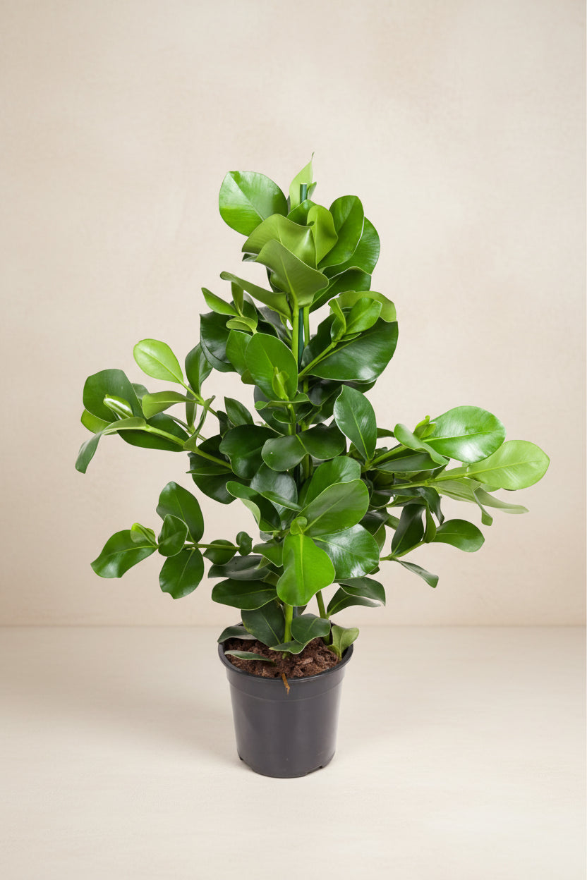 Clusia Rosea (Autograph Tree) - 110cm - ø24