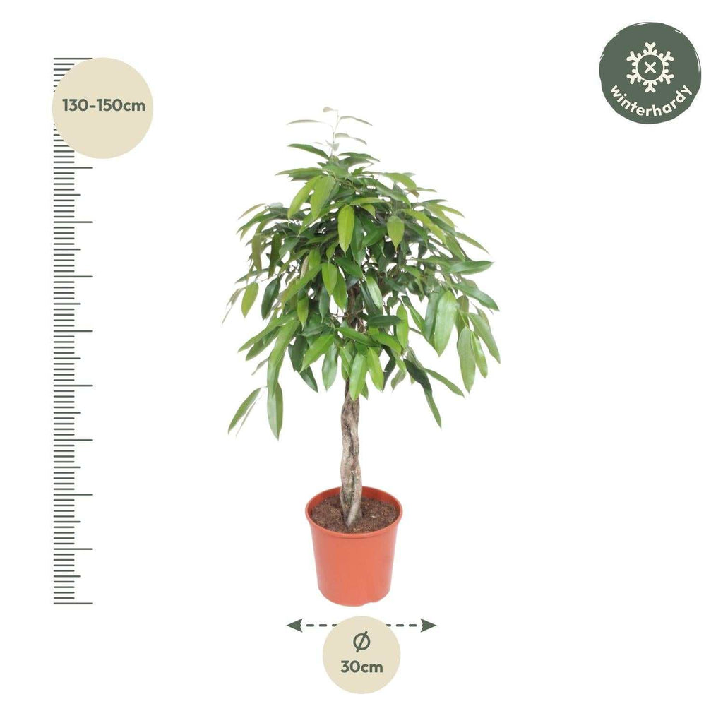 Ficus Amstel King - 140 cm - ø30