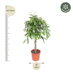 Ficus Amstel King - 140 cm - ø30