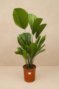 Licuala Grandis (Ruffled Fan Palm) - 100 cm - ø19