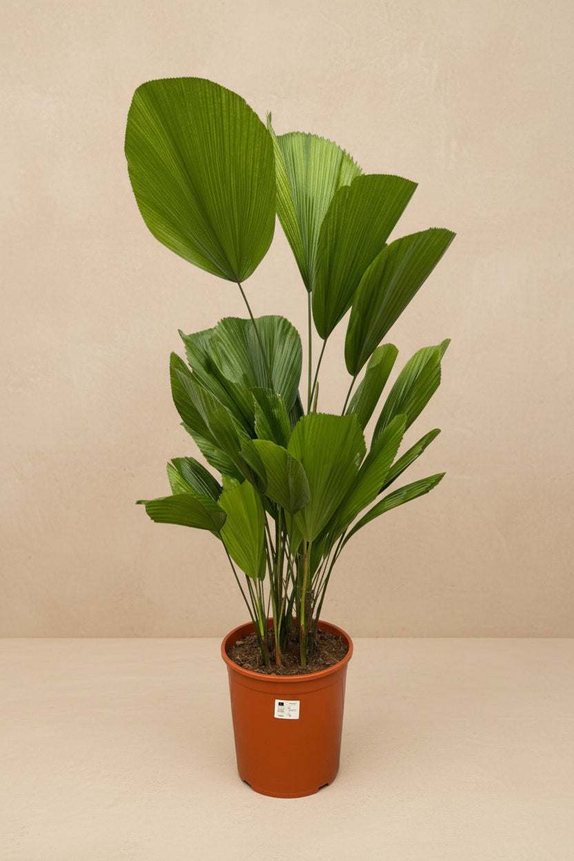 Licuala Grandis (Ruffled Fan Palm) - 100 cm - ø19