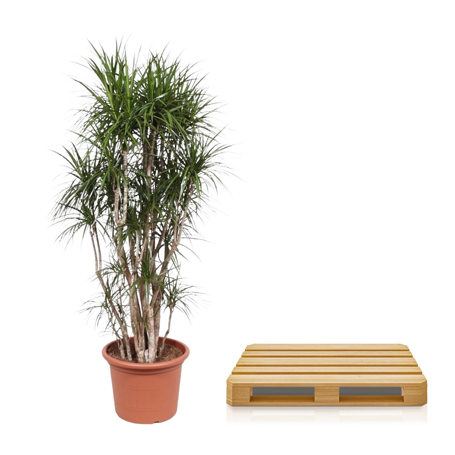 Dracaena Marginata Branched - 220cm - ø40