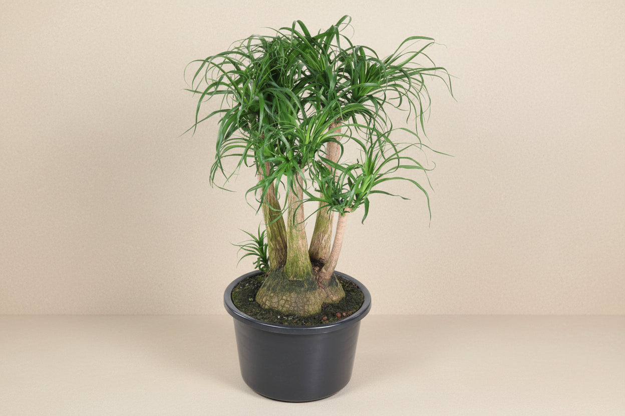 Beaucarnea (Ponytail Palm)  - 110cm - ø41