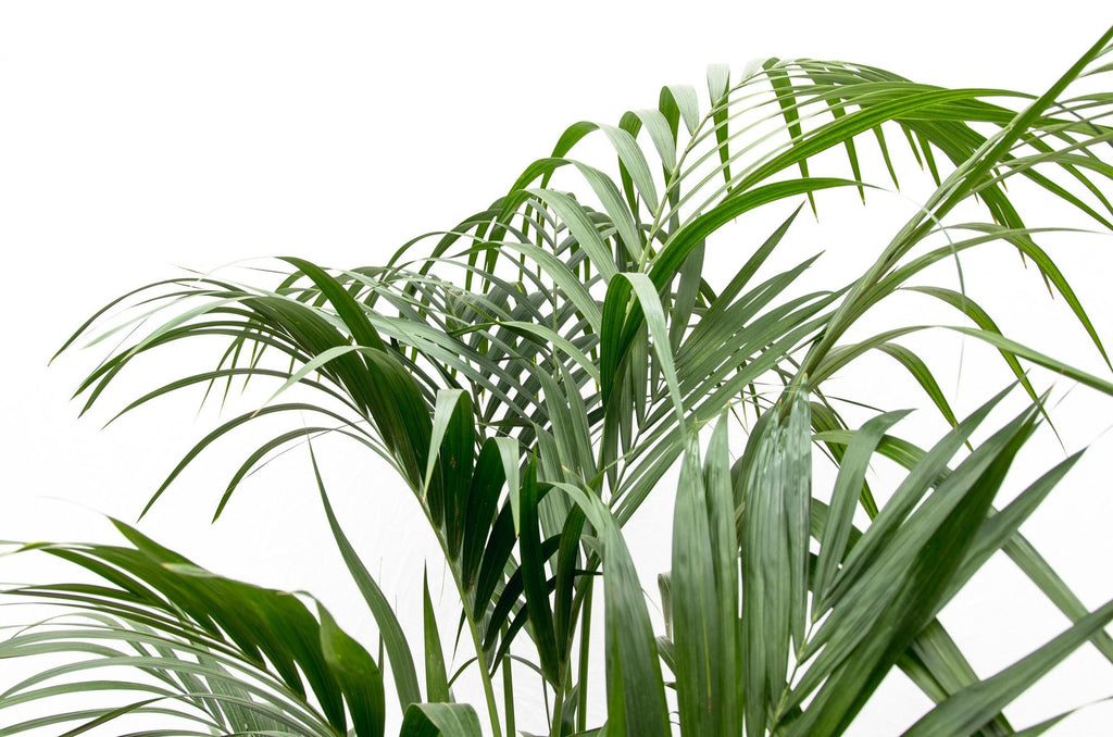 Kentia Palm (Howea forsteriana) - 230cm - ø38