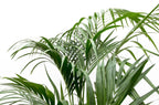Kentia Palm (Howea forsteriana) - 230cm - ø38