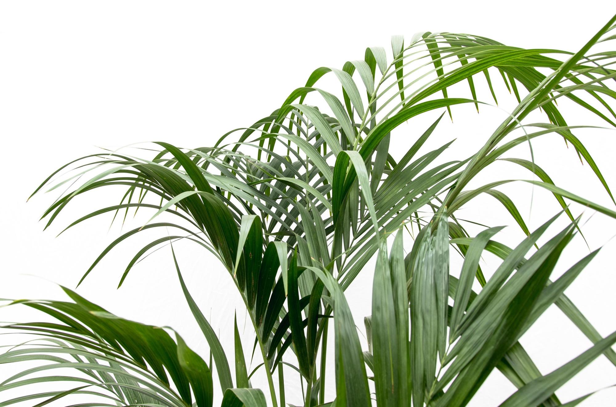 Kentia Palm (Howea forsteriana) - 230cm - ø38