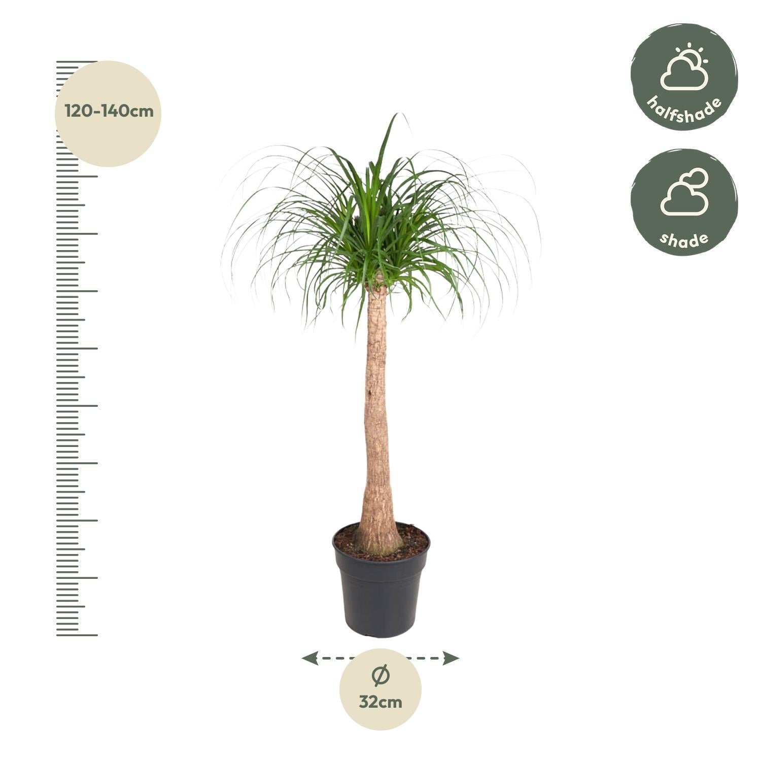 Beaucarnea (Ponytail Palm) - 120cm - ø32