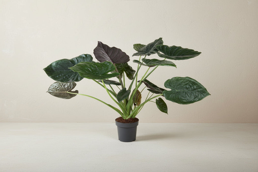 Alocasia (Elephant Ear) - 120 cm - ø32