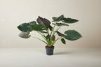 Alocasia (Elephant Ear) - 120 cm - ø32