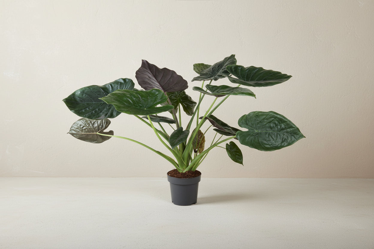Alocasia (Elephant Ear) - 120 cm - ø32