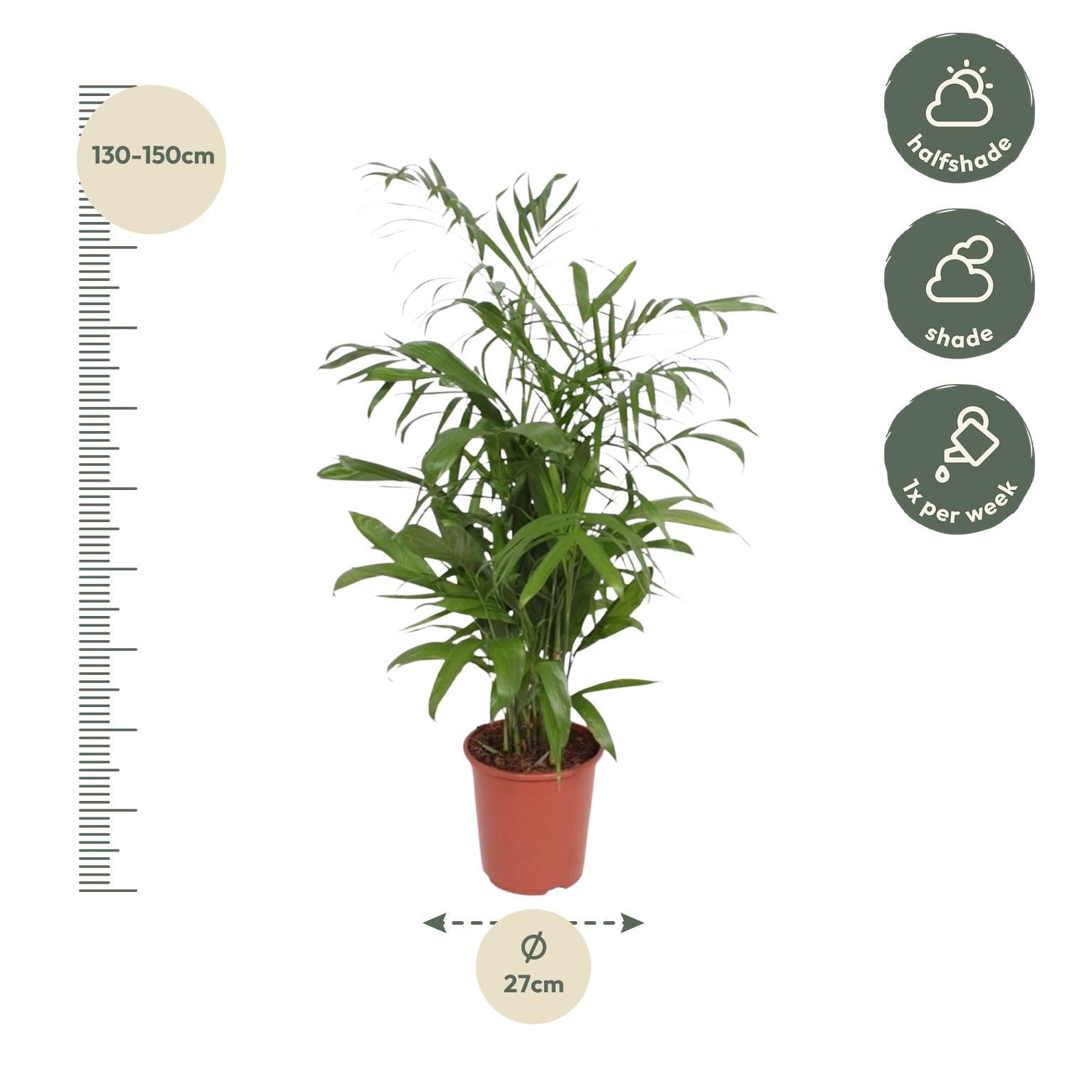 Chamaedorea Seifrizii (Parlor Palm) - 140cm - ø27