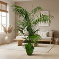 Kentia Palm (Howea forsteriana) - 260cm - ø35